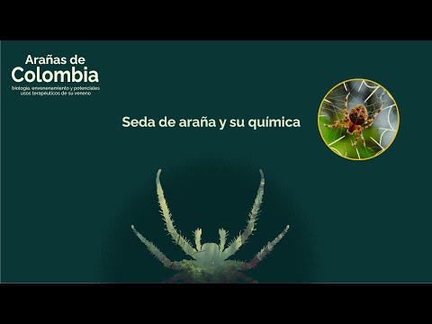 Seda de arañas y su química