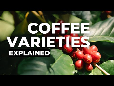 Variedades de café