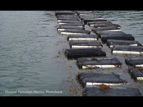 Desarrollo de la acuicultura y sostenibilidad ambiental