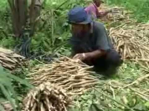 Orientaciones de la tecnología del caucho: produciendo material de plantación de caucho de alto rendimiento