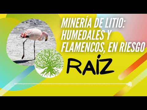 Minería de litio: humedales y flamencos en riesgo | Podcast RAÍZ, episodio 17