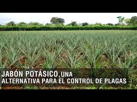 Jabón potásico, una alternativa para el control de plagas - TvAgro por Juan Gonzalo Angel Restrepo
