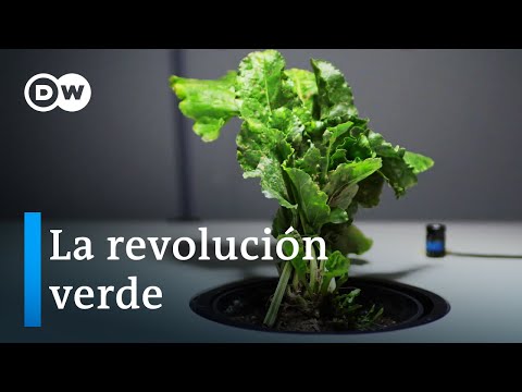 Bioeconomía como alternativa - ¿qué tan prometedores son los recursos renovables? | DW Documental